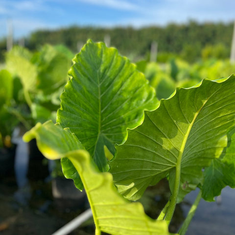 Alocasia California ( Alocasia odora 'California' ) - Bird of ParadiseUSA - 3.5-5 feet