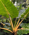 Alocasia Lutea (Alocasia 'Lutea') - Bird of ParadiseUSA - 3 Gallon
