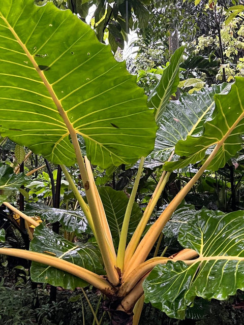 Alocasia Lutea (Alocasia 'Lutea') - Bird of ParadiseUSA - 3 Gallon