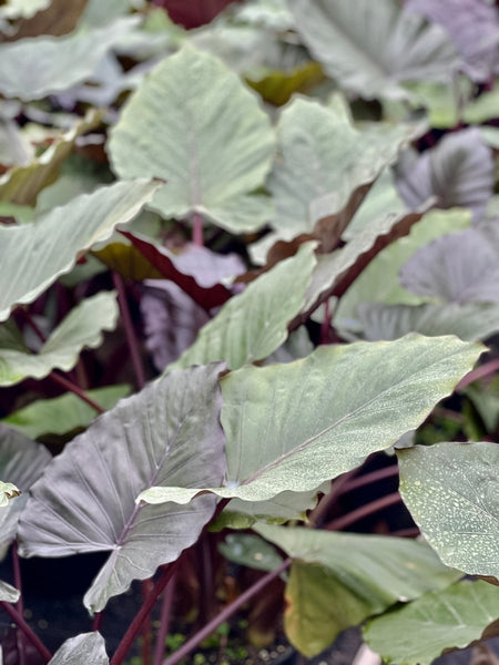 Alocasia 'Metal Head', Elephant Ear (Alocasia Infernalis)