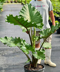 Alocasia Portora - Bird of Paradise USA - Grower's Pick 4 - 5 Feet