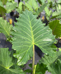 Alocasia Portora - Bird of Paradise USA - Medium