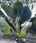 Alocasia "Regal Sheilds" (Alocasia 'Regal Shield') - Bird of ParadiseUSA - Extra Large 5-6'