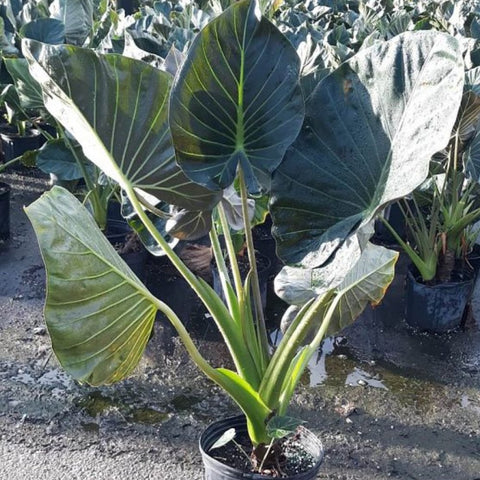 Alocasia "Regal Sheilds" (Alocasia 'Regal Shield') - Bird of ParadiseUSA - Extra Large 5-6'