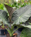 Alocasia "Regal Sheilds" (Alocasia 'Regal Shield') - Bird of ParadiseUSA - Extra Large 5-6'