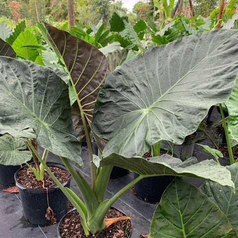 Alocasia "Regal Sheilds" (Alocasia 'Regal Shield') - Bird of ParadiseUSA - Extra Large 5-6'