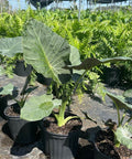 Alocasia "Regal Sheilds" (Alocasia 'Regal Shield') - Bird of ParadiseUSA - Large 3-4'
