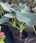 Alocasia "Regal Sheilds" (Alocasia 'Regal Shield') - Bird of ParadiseUSA - Large 3-4'