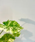 Alocasia 'Variegata' (Giant Taro) - Bird of ParadiseUSA - 1 Gallon