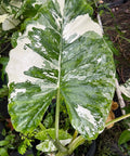 Alocasia 'Variegata' (Giant Taro) - Bird of ParadiseUSA - 1 Gallon