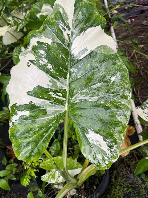 Alocasia 'Variegata' (Giant Taro) - Bird of ParadiseUSA - 1 Gallon