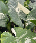 Alocasia 'Variegata' (Giant Taro) - Bird of ParadiseUSA - 1 Gallon