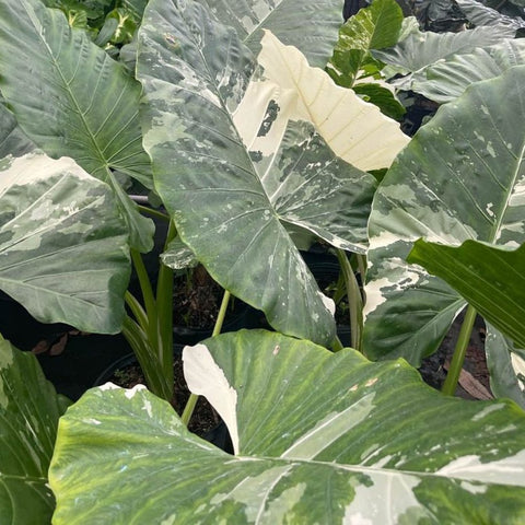 Alocasia 'Variegata' (Giant Taro) - Bird of ParadiseUSA - 1 Gallon
