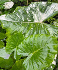 Alocasia 'Variegata' (Giant Taro) - Bird of ParadiseUSA - 1 Gallon
