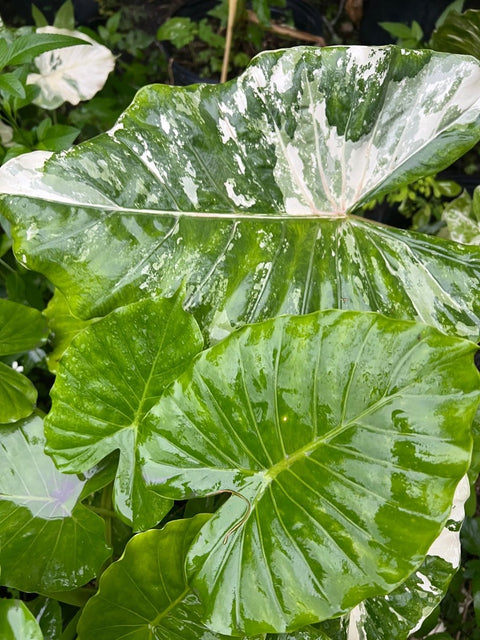 Alocasia 'Variegata' (Giant Taro) - Bird of ParadiseUSA - 1 Gallon