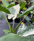Alocasia 'Variegata' (Giant Taro) - Bird of ParadiseUSA - 1 Gallon