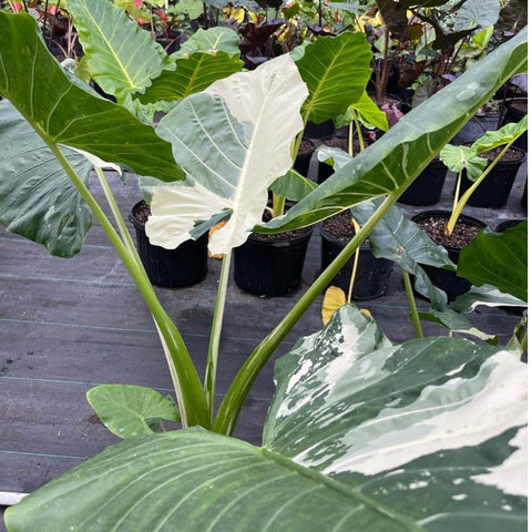 Alocasia 'Variegata' (Giant Taro) - Bird of ParadiseUSA - 1 Gallon