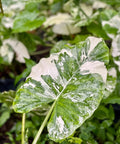 Alocasia 'Variegata' (Giant Taro) - Bird of ParadiseUSA - 1 Gallon