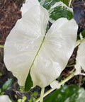 Alocasia 'Variegata' (Giant Taro) - Bird of ParadiseUSA - 1 Gallon