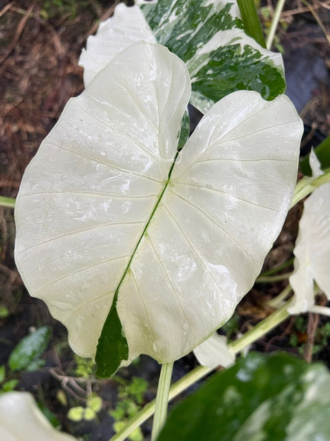 Alocasia 'Variegata' (Giant Taro) - Bird of ParadiseUSA - 1 Gallon