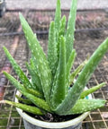 Aloe vera, Medicinal Aloe - PlantologyUSA - Medium 14-18"
