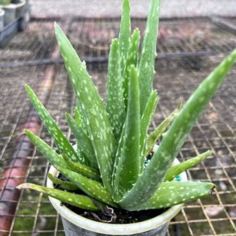 Aloe vera, Medicinal Aloe - PlantologyUSA - Medium 14-18"