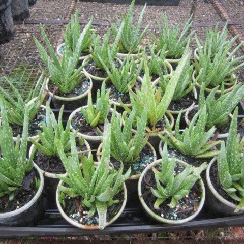 Aloe vera, Medicinal Aloe - PlantologyUSA - Medium 14-18"