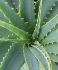 Aloe vera, Medicinal Aloe - PlantologyUSA - Medium 14-18"