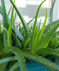 Aloe vera, Medicinal Aloe - PlantologyUSA - Medium 14-18"