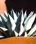 American Century Plant (Agave Americana) - PlantologyUSA - 3 Gallon
