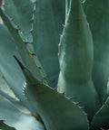 American Century Plant (Agave Americana) - PlantologyUSA - 3 Gallon