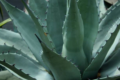 American Century Plant (Agave Americana) - PlantologyUSA - 3 Gallon