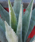 American Century Plant (Agave Americana) - PlantologyUSA - 3 Gallon