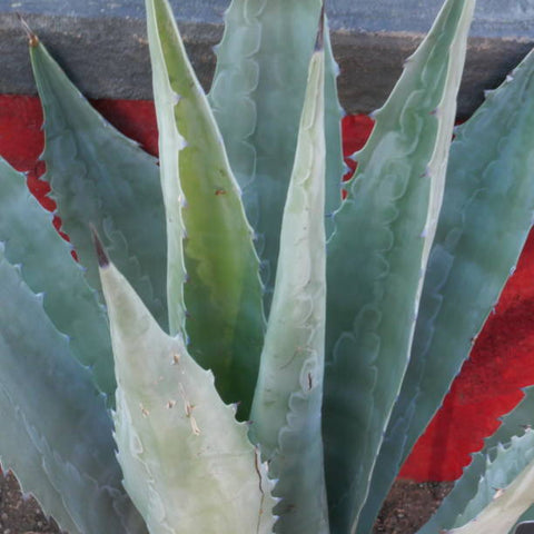 American Century Plant (Agave Americana) - PlantologyUSA - 3 Gallon