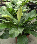 Anthurium Jungle (Anthurium Andraeanum) - Bird of ParadiseUSA - 1 Gallon