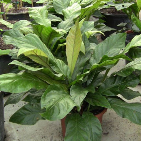 Anthurium Jungle (Anthurium Andraeanum) - Bird of ParadiseUSA - 1 Gallon