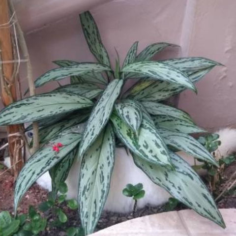 Apoballis Lavallael (Apoballis acuminatissima 'Lavallaei') - Bird of ParadiseUSA - 1 Gallon