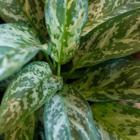 Apoballis Lavallael (Apoballis acuminatissima 'Lavallaei') - Bird of ParadiseUSA - 1 Gallon