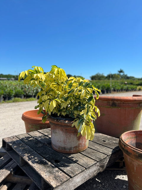 Arbicola Trinette (Schefflera Trinette) - Bird of Paradise USA - 1 Gallon