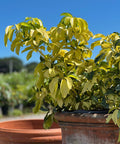 Arbicola Trinette (Schefflera Trinette) - Bird of Paradise USA - 1 Gallon