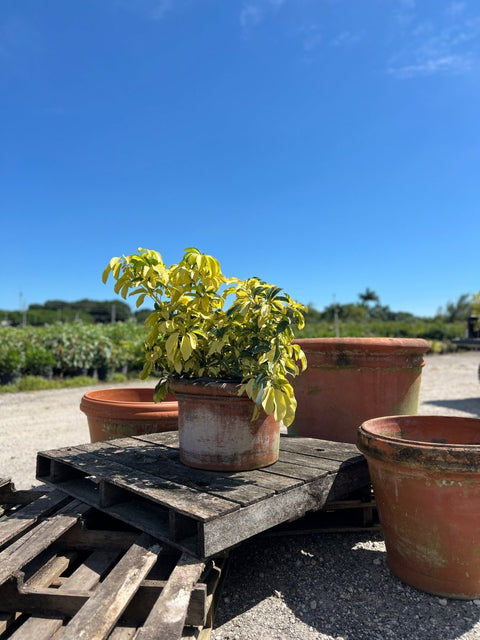 Arbicola Trinette (Schefflera Trinette) - Bird of Paradise USA - 1 Gallon