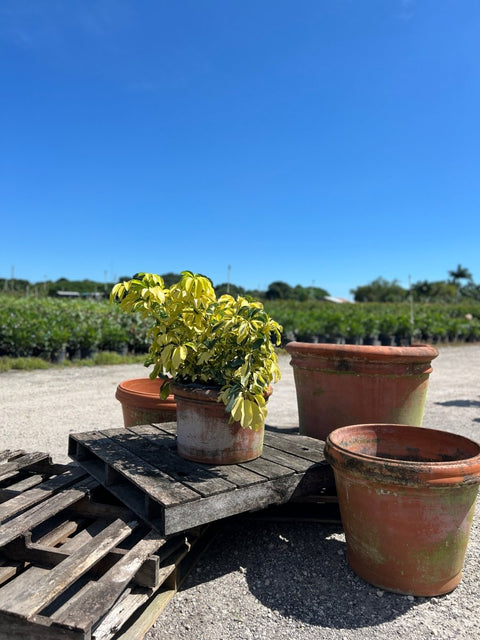 Arbicola Trinette (Schefflera Trinette) - Bird of Paradise USA - 7 Gallon
