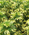 Arbicola Trinette (Schefflera Trinette) - Bird of ParadiseUSA - 1 gallon