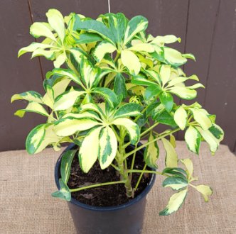 Arbicola Trinette (Schefflera Trinette) - Bird of ParadiseUSA - 1 gallon