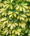Arbicola Trinette (Schefflera Trinette) - Bird of ParadiseUSA - 1 gallon