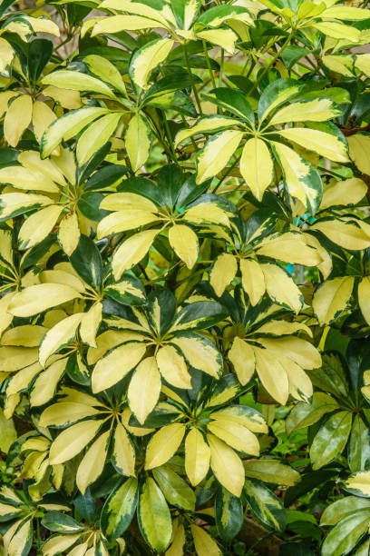 Arbicola Trinette (Schefflera Trinette) - Bird of ParadiseUSA - 1 gallon