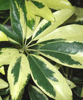 Arbicola Trinette (Schefflera Trinette) - Bird of ParadiseUSA - 1 gallon
