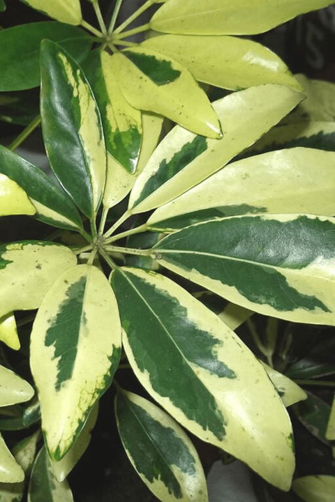 Arbicola Trinette (Schefflera Trinette) - Bird of ParadiseUSA - 1 gallon