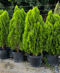 Arbovitae (Thuja Orientalis) - PlantologyUSA - 3 Gallon