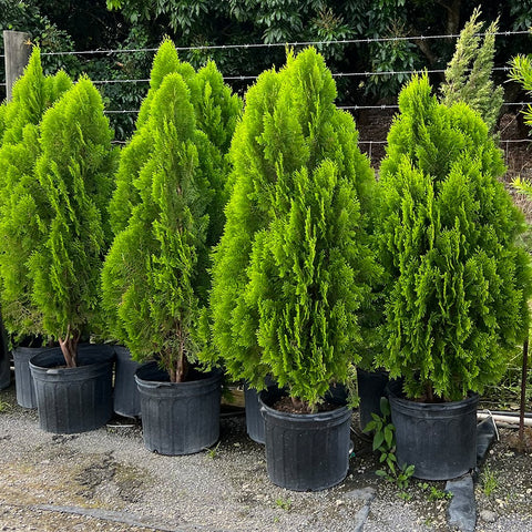 Arbovitae (Thuja Orientalis) - PlantologyUSA - 3 Gallon
